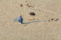 Bluebottle Jellyfish with long blue tentacle washed up on the beach with debris