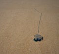 Bluebottle Jellyfish Man o War with long tentacle Royalty Free Stock Photo