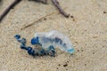 Bluebottle Jellyfish with blue tentacle washed up on the beach with debris