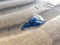 Bluebottle Jellyfish on sea shore