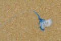 Bluebottle Jellyfish with tentacles washed up on the sand