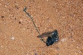 BLuebottle jellyfish with venomous tentacles washed away on the sandy beach in Australia