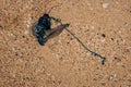 Bluebottle jellyfish with venomous tentacles washed away on the sandy beach in Australia