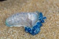 Bluebottle Jellyfish washed up on the sand