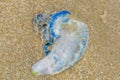 Bluebottle Jellyfish washed up on the sand