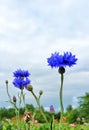 Cornflower knapweed bluet blue flowers meadow