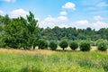 Bluebottles and other wildflowers in green countryside near River Ruhr, Essen, Germany