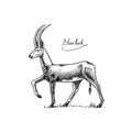 Bluebuck or blue or roan antelope. Extinct mammal animal. Engraved Hand drawn vector illustration in woodcut Graphic