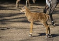 Bluebull or Neelgai Boselaphus tragocamelus Calf