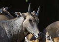 Bluebull or Neelgai Boselaphus tragocamelus Closeup Shot