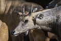 Bluebull or Neelgai Boselaphus tragocamelus Closeup Shot