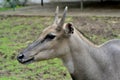 Bluebull Neelgai Antelope Closeup