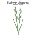 Bluebunch wheatgrass Agropyron spicatum , Official State Grass of Montana