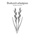 Bluebunch wheatgrass Agropyron spicatum , Official State Grass of Montana