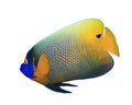 Bluecheeked Angelfish Royalty Free Stock Photo