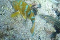 Bluechin parrotfish at Devil's Crown