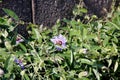 Bluecrown passionflower, Brazilian passionflower, Passiflora caerulea Royalty Free Stock Photo