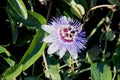 Bluecrown passionflower, Brazilian passionflower, Passiflora caerulea Royalty Free Stock Photo