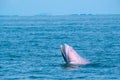 Blueda whale leap or ramp from sea water surface during eat small fish and show under of its body with pink color Royalty Free Stock Photo