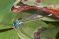 BlueDamsel Fly (Zygoptera)
