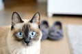 blueeyed cat staring into camera, slippers forgotten in the background Royalty Free Stock Photo