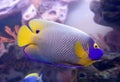 Blueface angelfish 1