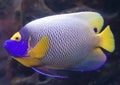 Blueface angelfish 2