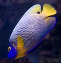 Blueface angelfish 6