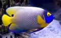 Blueface angelfish 7
