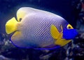 Blueface angelfish 8