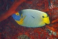 Blueface Angelfish, Pomacanthus xanthometopon Royalty Free Stock Photo