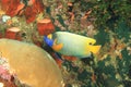 Blueface angelfish on coral reef