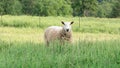 Blueface Leister Sheep Standing in Tall Grass