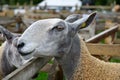 Bluefaced Leicester sheep portrait