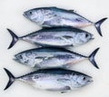 Bluefin four tuna fish Thunnus thynnus catch row Royalty Free Stock Photo