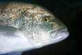 Bluefin trevally Royalty Free Stock Photo