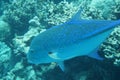 Bluefin trevally Caranx melampygus Royalty Free Stock Photo
