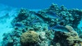 Bluefin Trevally, Caranx melampygus, a group of predatory fish hunted on a coral reef in the Red Sea