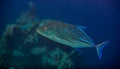 Bluefin trevally Royalty Free Stock Photo