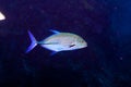 Bluefin trevally fish, Indian ocean, underwater Royalty Free Stock Photo