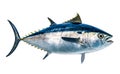bluefin tuna fish isolated on white background Royalty Free Stock Photo