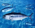 Bluefin tuna fish school underwater Royalty Free Stock Photo