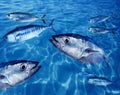 Bluefin tuna fish school underwater Royalty Free Stock Photo