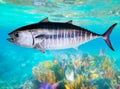 Bluefin Tuna Fish Underwater Swimming