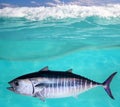 Bluefin Tuna Fish Underwater Swimming
