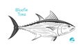 Bluefin tuna hand-drawn illustration Royalty Free Stock Photo