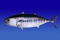 Bluefin tuna isolated on blue background Royalty Free Stock Photo