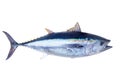 Bluefin tuna Thunnus thynnus saltwater fish Royalty Free Stock Photo