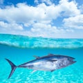 Bluefin tuna Thunnus thynnus underwater