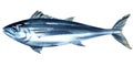 Bluefin tuna, tunny, whole fresh saltwater fish, Thunnus thynnus, seafood, close-up, isolated, hand drawn watercolor Royalty Free Stock Photo